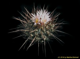 Thelocactus lophothele 1363